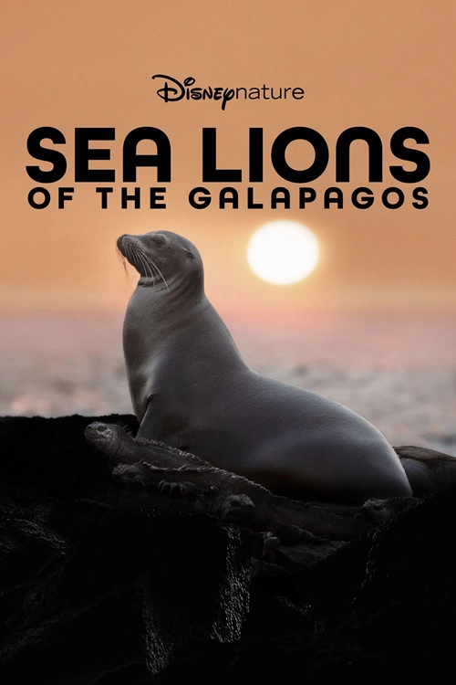 Sea Lions of the Galapagos